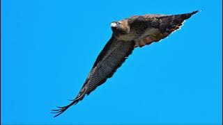 1KHawkInFlightDSC 3142 20241229 100932