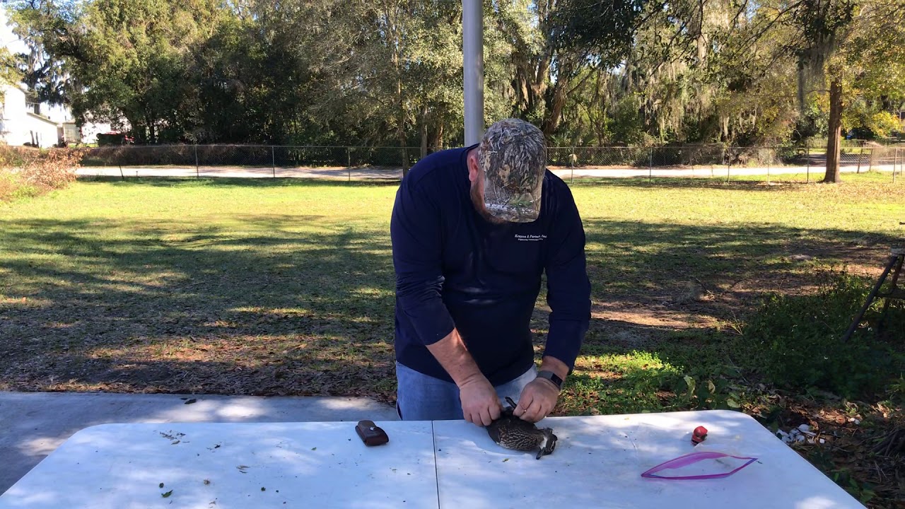 Cleaning a wood duck YouTube