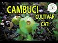 Cambuci, Cultivo e Manejo de Fruto dessa planta Nativa no CATI Mudas