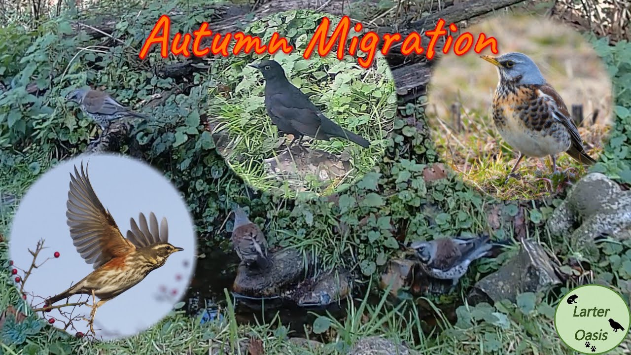 Nature and Wildlife on a UK Smallholding, Witnessing Autumn Migration is so Special