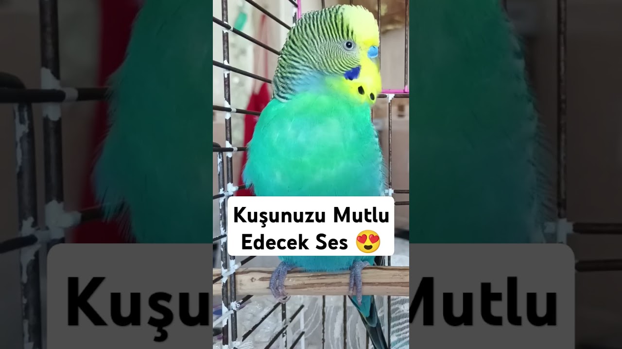 Mutlu Olacak Ses Muhabbet kuşu sesi #muhabbetkuşufıstık #muhabbetkusu  #muhabbetkuslari #kuslar