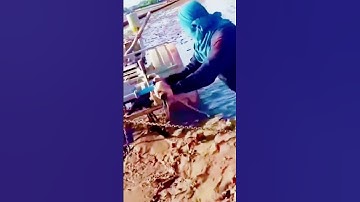 cool skills of tractor operators when plowing rice fields #shorts