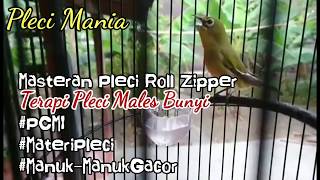 Masteran Pleci Roll Ziper Terbaru bikin pleci dirumah makin gacor