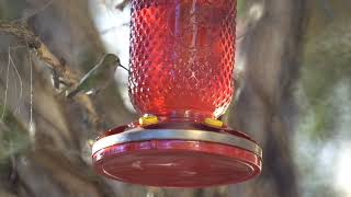 Rufous Hummingbird Annas Hummingbird Battle for the Feeder NP10 Shotgun Microphone MIRFAK Audio ASMR