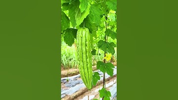 Vì Sao Nhiều Người Ăn Mướp Đắng Dù Nó Rất Đắng?