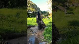 Did you know emus enjoy water?