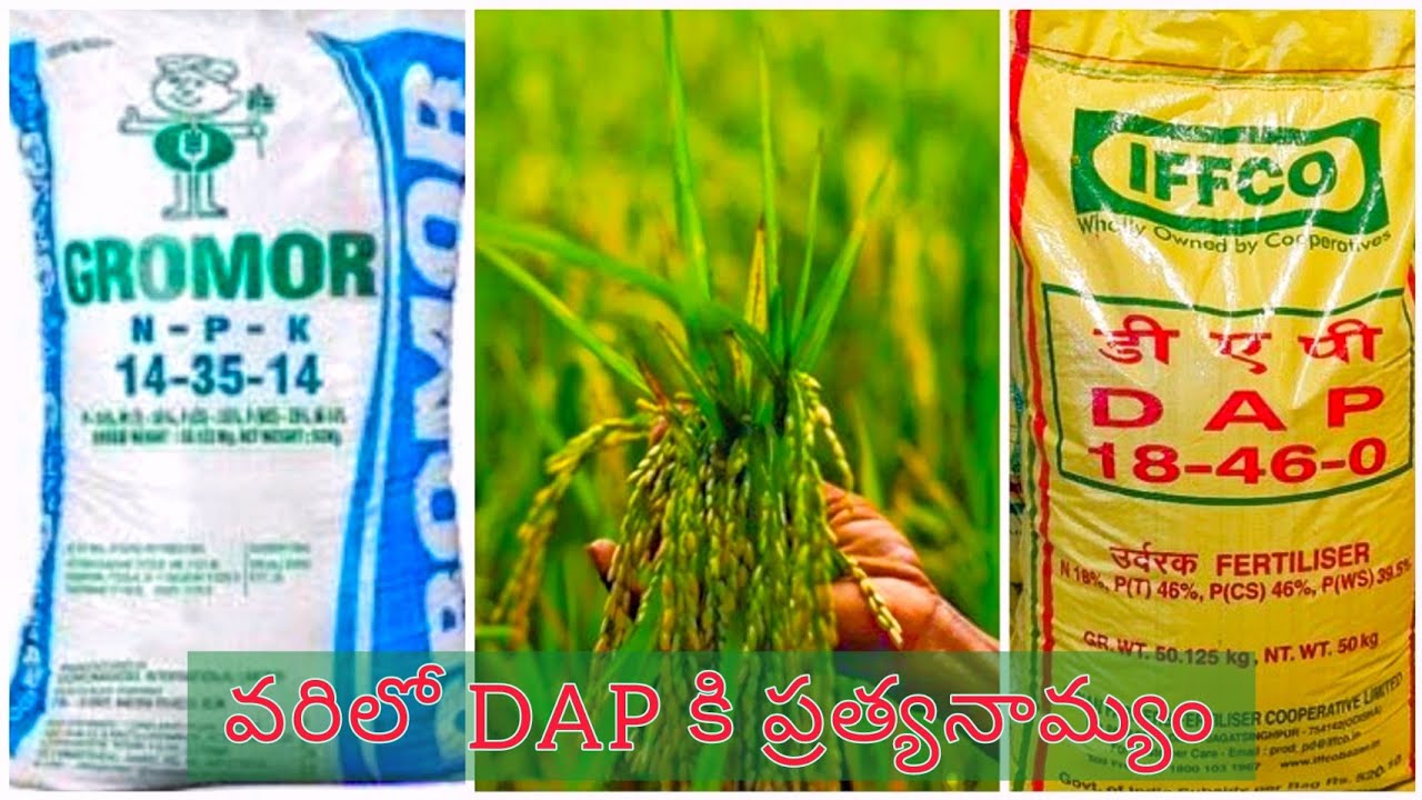 14.35.14 complex fertilizer in rice crop uses dosages etc YouTube