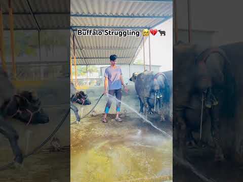 Subscribe Me 🔥✅💯| Abhay Pawale DairyFarm👑| #buffalo #shorts #viralshorts