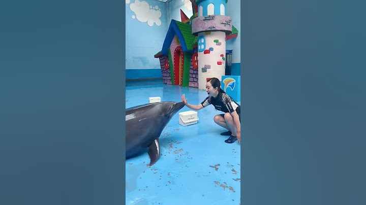Dolphin love 😍  humans