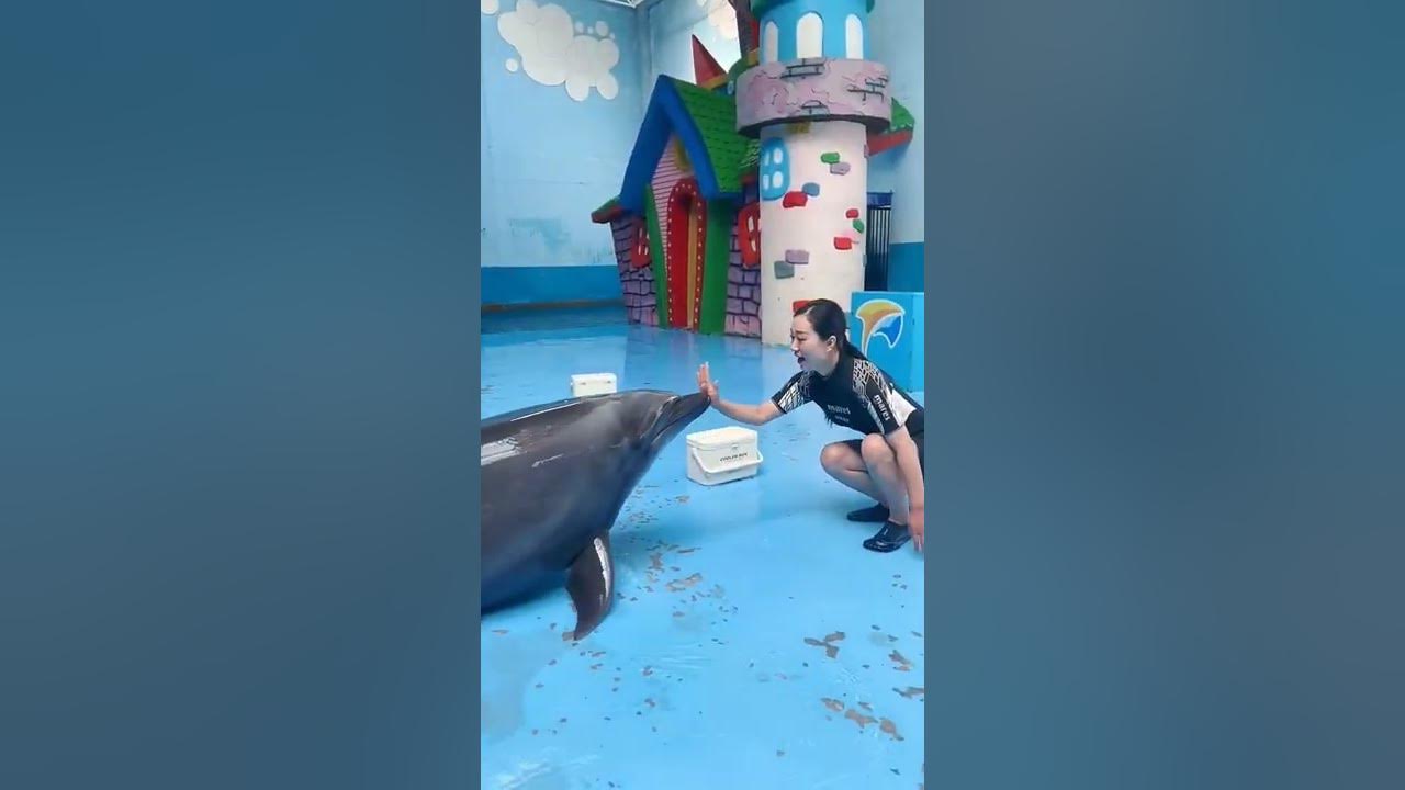 Dolphin love 😍  humans
