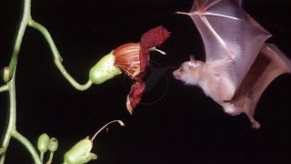 the bat flower