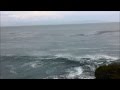 Gray Whales in Santa Cruz