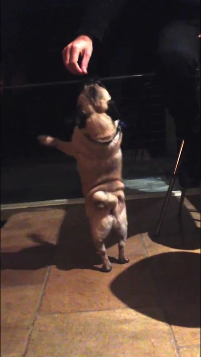 Pug Puppy Pirouette