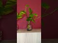 #song #music #hindisong #bollywoodsongs q #beautifulflowersintheworld