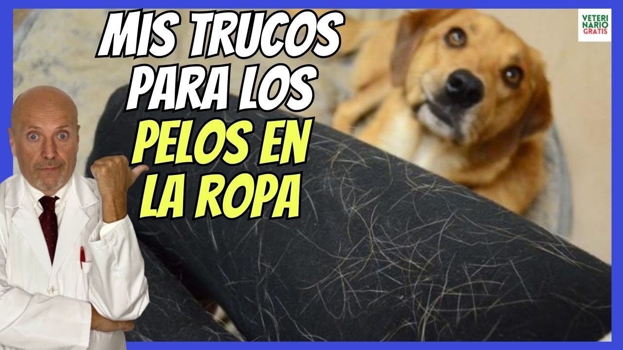 El truco fácil (y barato) para atrapar los pelos de mascota en la lavadora  y secadora - El Periódico