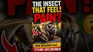 The Insect That Feels Pain? 😳