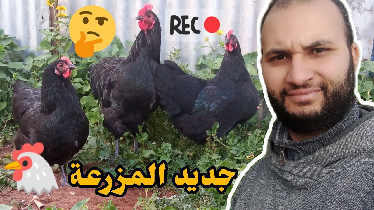 توليعة لحباب و لصحاب ❤️ دائماً كاين الجديد 🐔الله يبارك لينا و ليكم 🤲❤️