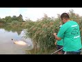 Pecanje šarana i amura na jezeru Šargaš - Opština Nova Crnja - Vojvodina | Carp fishing