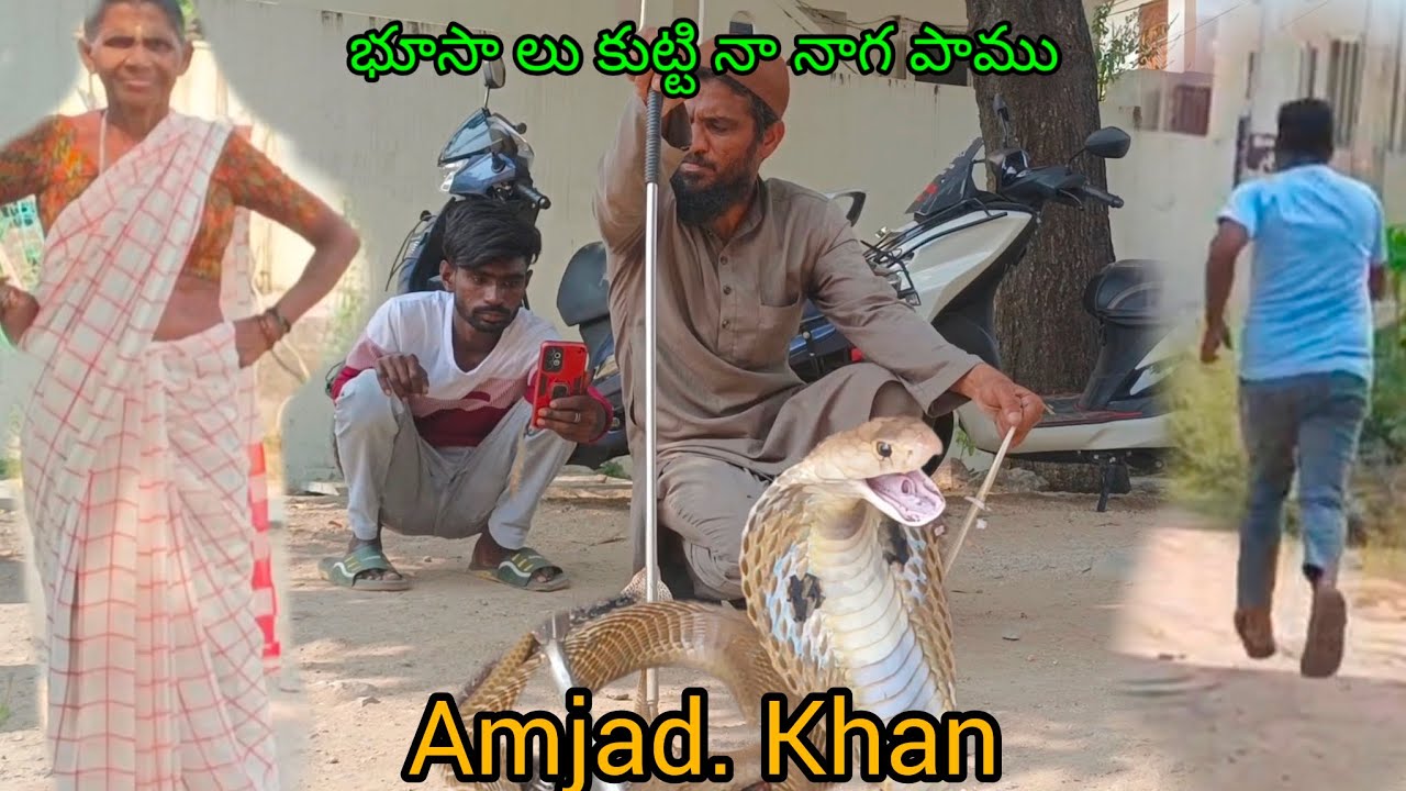 Nizamabad KCR colony Housing Board Big Size Cobra Snake Rescue nizamabad-kcr-colony-housing-board-big-size-cobra-snake-rescue