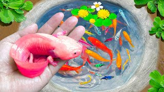 Unbelievable Catching Fancy Axolotls, White Carp, Ranchu Fish, PingPong Pearlscale Goldfish, Koi