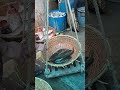 শোল মাছ#fish #vlog #fishing #challenge