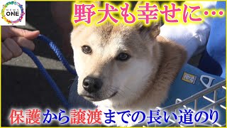 「殺処分される為に生まれた訳じゃない」野犬の保護から譲渡までの長い道のり “怖くて逃げたい”警戒心強く