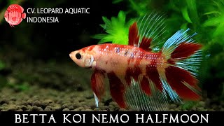 Betta Koi Nemo Halfmoon. The Best Of The Best Leopard Aquatic J089A