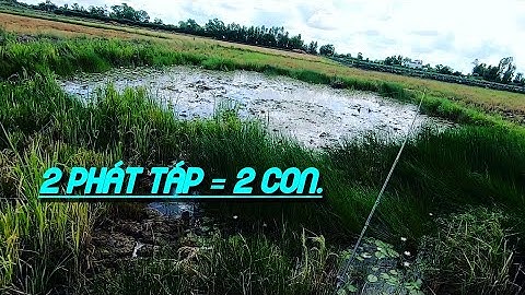 Câu cá lóc - Thợ săn cá lóc. clip 9.đóng cá kiểu cục súc.