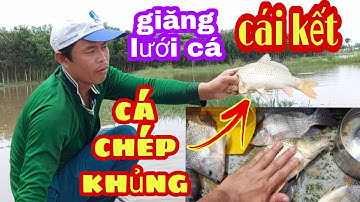 Giăng Lưới Cá Mùa Nước Nổi Dính Cá Chép Khủng | Thầy Thật Vlog