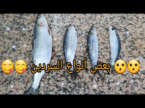 كيفاش نفرقو بين أنواع السردين