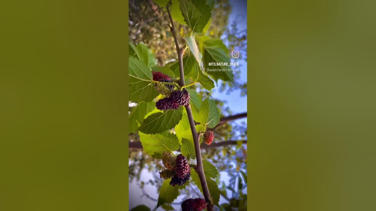Mulberry fruit 💕.... - YouTube