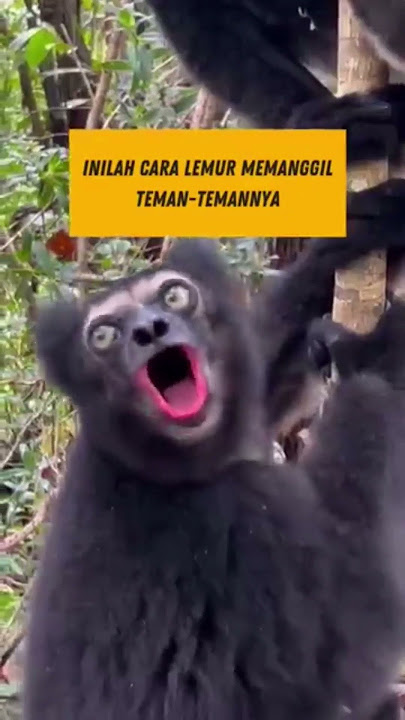 lemur memanggil teman-temannya #lemur #hewanlucu #hewanunik