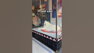 Samoyed in the window for sale?! 🥹 #dog #cute #fluffy #doglover