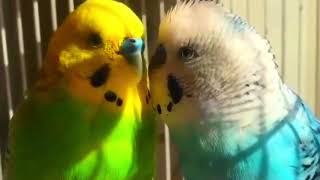 Emotional Ties Exploring The Heartfelt Bond Between Budgies Viral 