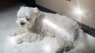 A dog dozing while basking in the sun.