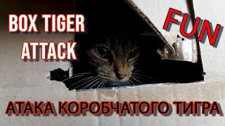 Атака коробчатого тигра. Box tiger attack.