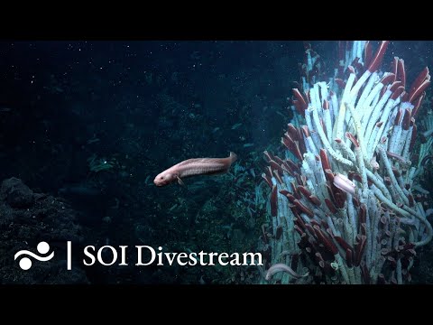 Fava Flow Suburbs | SOI Divestream 560