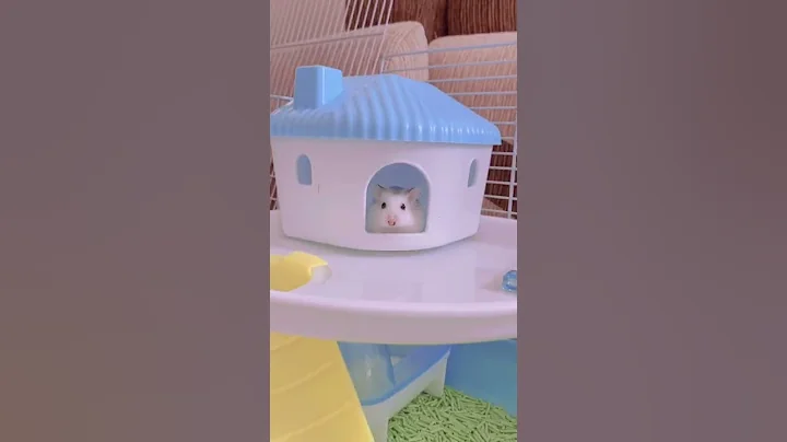 Combo Hamster &vật dụng dành cho "rich kid" #shorts