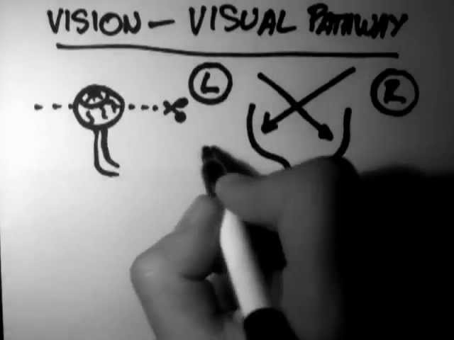 Visual Pathway (Vision 4 of 5) - YouTube