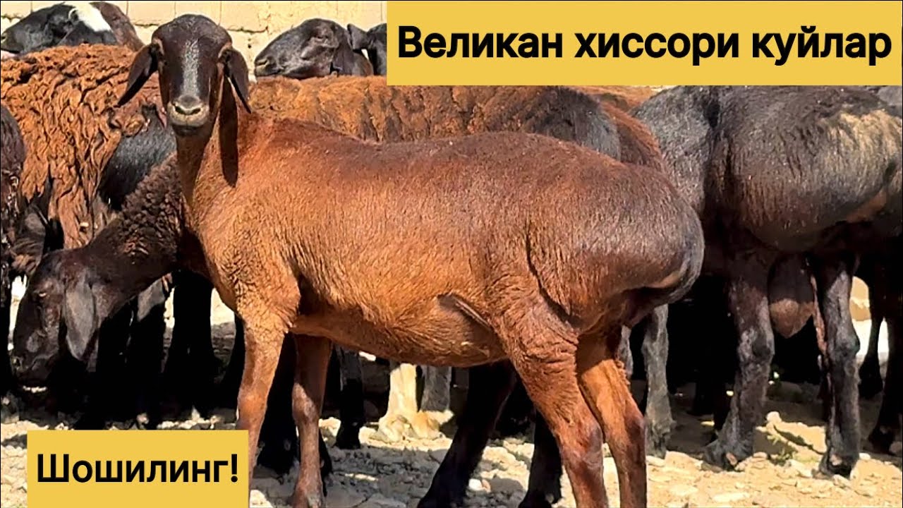 972000476☎️ 994769693☎️ Великан хиссори куйлар 