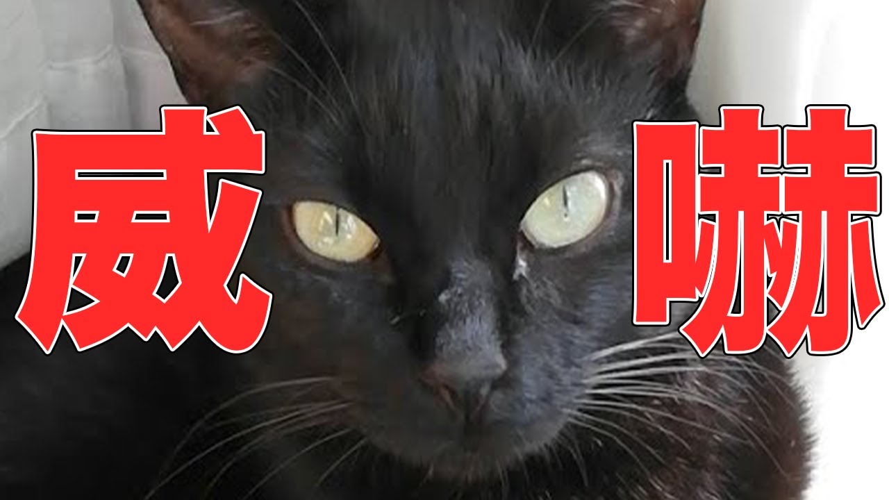 衝撃 実家の黒猫 にシャーと威嚇されました 音声注意 Youtube