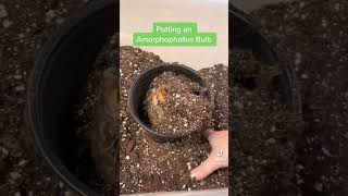 Potting an Amorphophallus Bulb