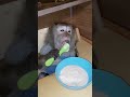 завтрак в обезьяньем доме😋#monkey #petmonkey #обезьяна#animal #зоо#экзотика#макака#mukbang #питомец