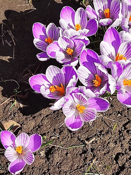 A LOVE SO BEAUTIFUL. MICHAEL BOLTON.