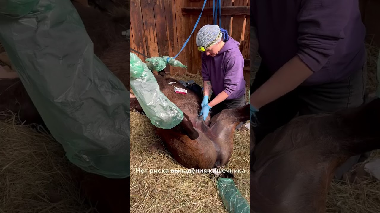 Кастрация Гоши✂️🥚🥚#лошади #моялошадь #horse #животные #топ#equestrian #лошадки