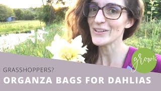 Dahlia bug damage? Here's how to stop it... Help My Dahlia S Are Being Eaten How To Protect Your Flowers