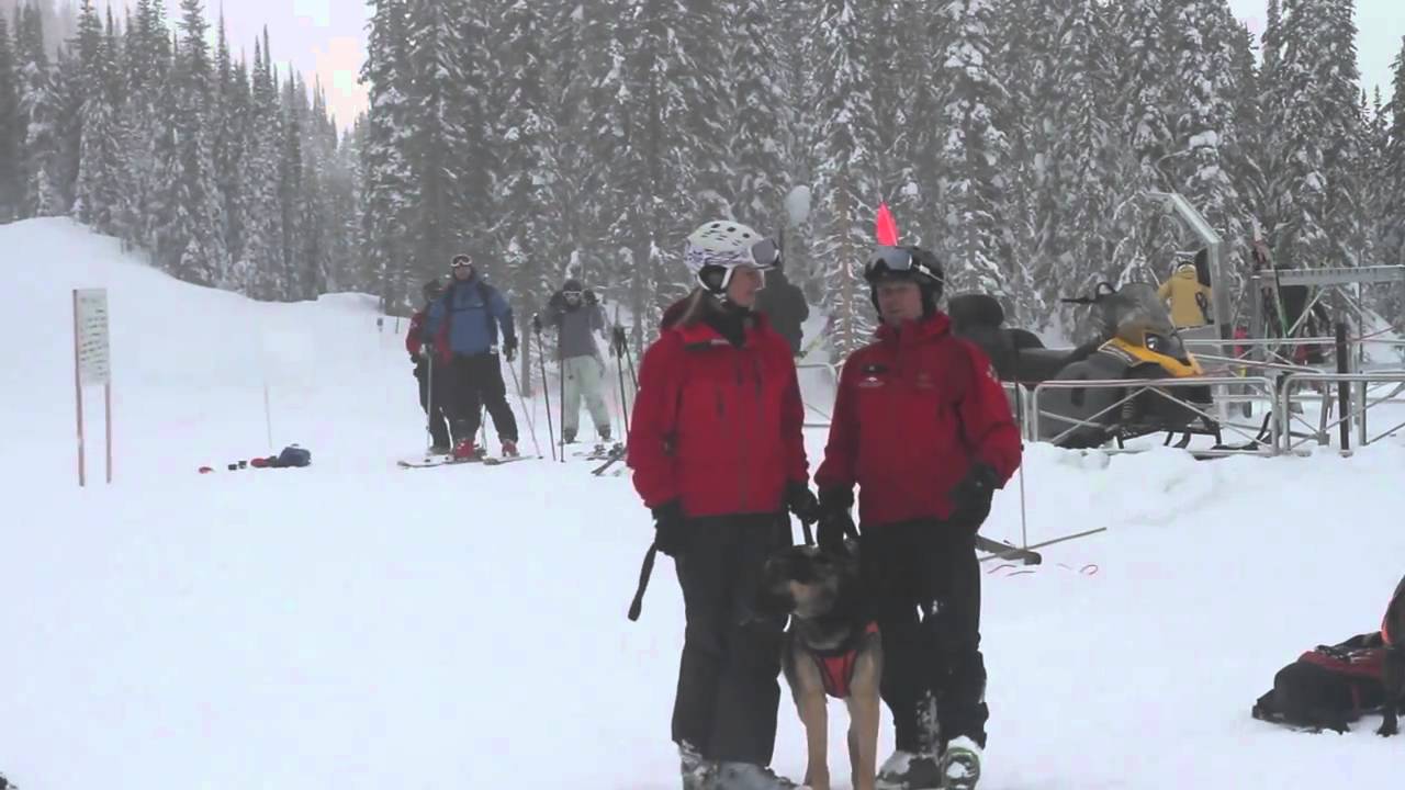 Avalanche Rescue Dog Training at Revelstoke, BC YouTube
