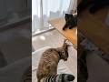 出勤前のさみしさ　 #猫 #catのサムネイル