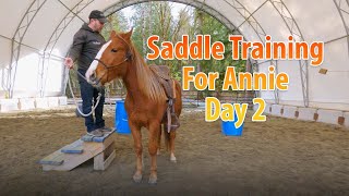 Working With Annie On Saddle Training And Groundwork - Day 2