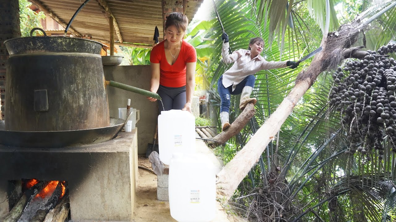 Building A Wine Cellar - Process Of Making Wine by Hand From Wild Coconut Trunks | Timelapse